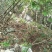 散养黑猪、山羊、土鸡、鹅、番鸭，保证散养，保证一天喂一餐