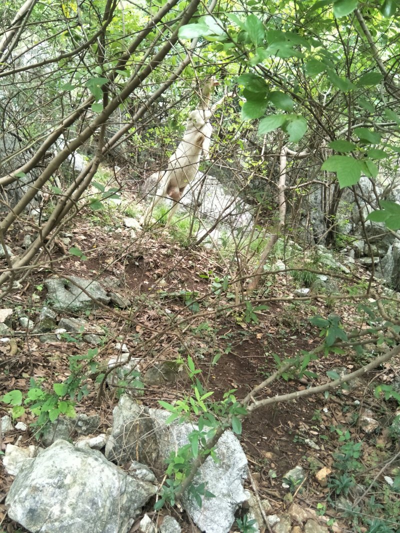 散养黑猪、山羊、土鸡、鹅、番鸭，保证散养，保证一天喂一餐