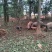 散养黑猪、山羊、土鸡、鹅、番鸭，保证散养，保证一天喂一餐