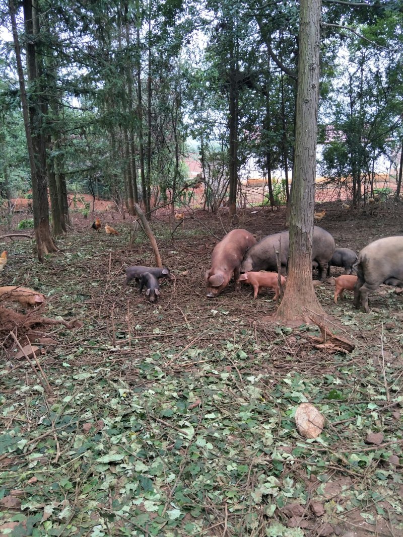 散养黑猪、山羊、土鸡、鹅、番鸭，保证散养，保证一天喂一餐