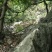 散养黑猪、山羊、土鸡、鹅、番鸭，保证散养，保证一天喂一餐