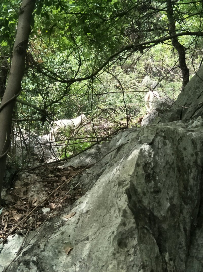 散养黑猪、山羊、土鸡、鹅、番鸭，保证散养，保证一天喂一餐