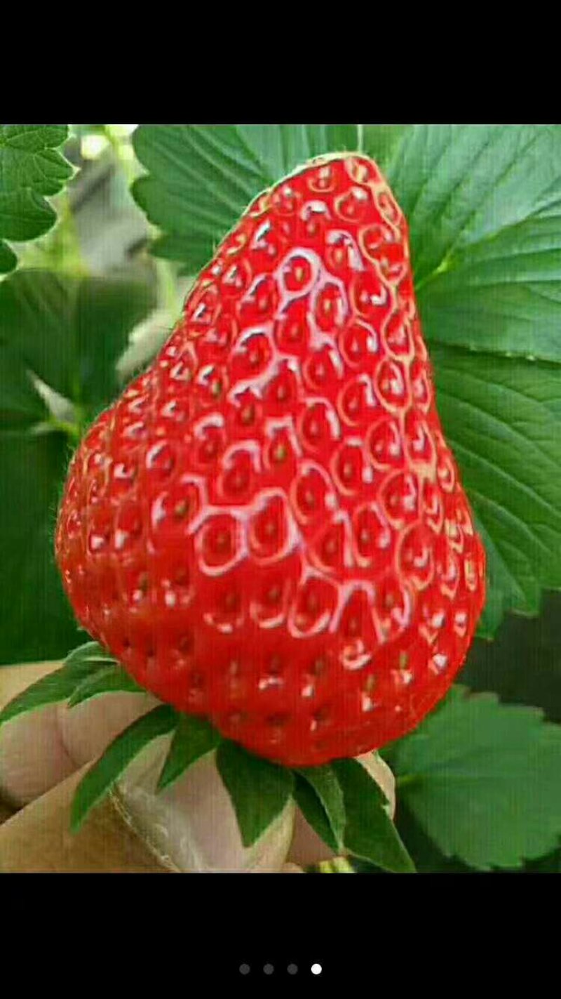巧克力草莓红颜草莓中大果