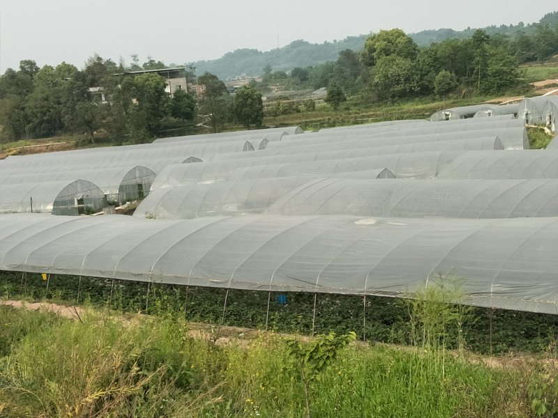 红颜草莓巧克力草莓现摘现发