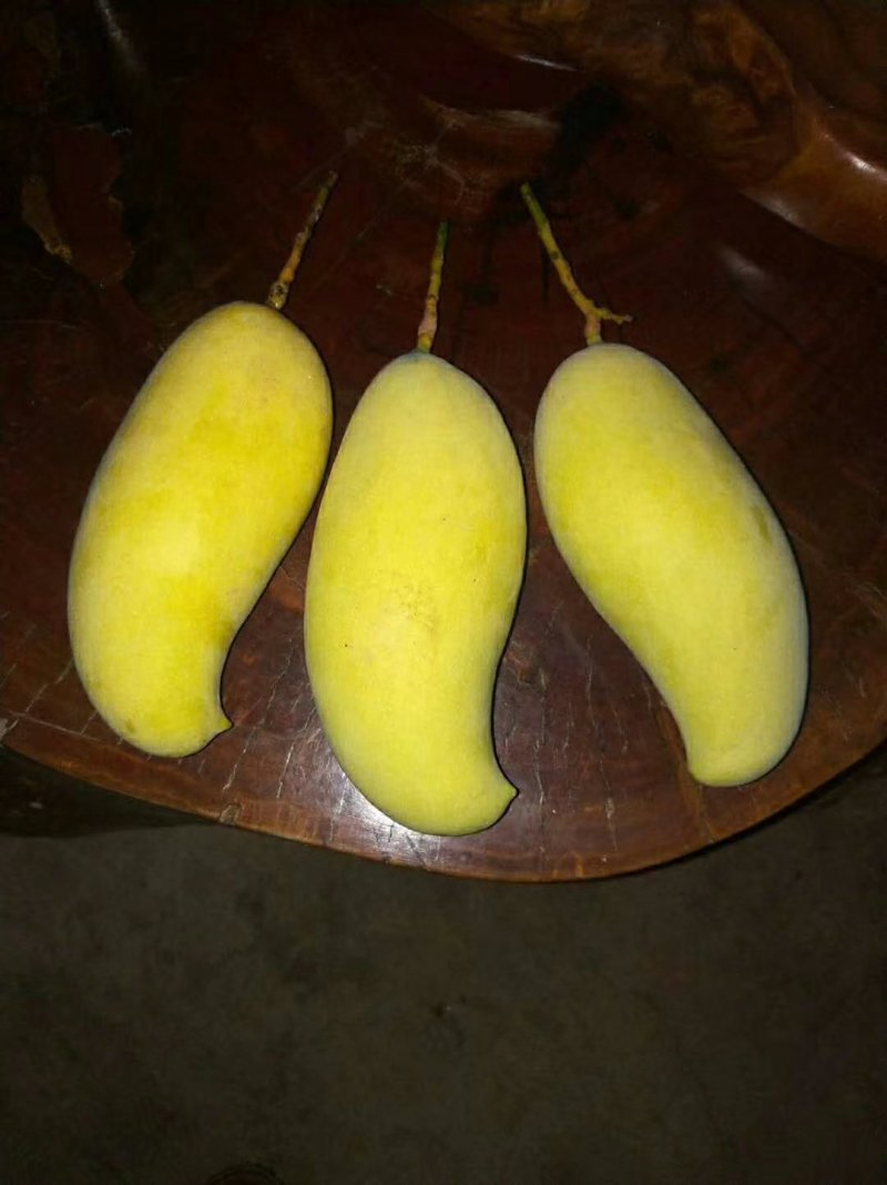 晚熟芒果苗出售