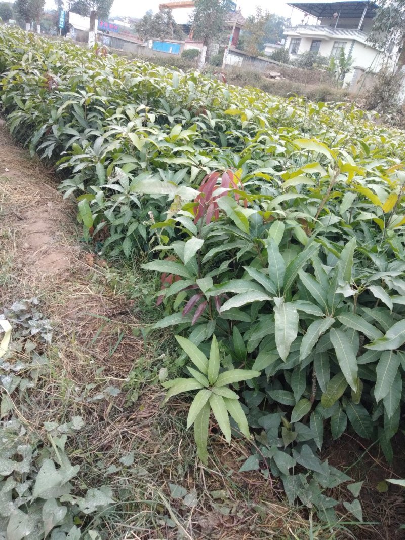 晚熟芒果苗出售