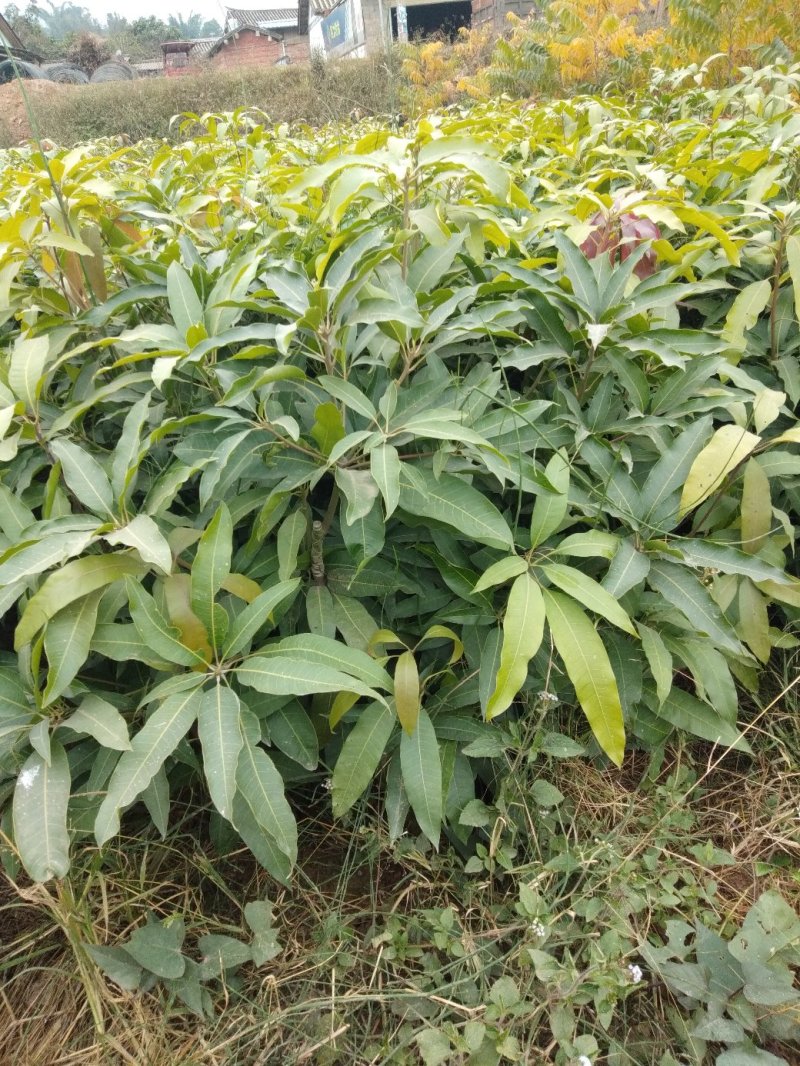 晚熟芒果苗出售