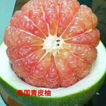 泰国青皮柚苗柚子苗嫁接苗