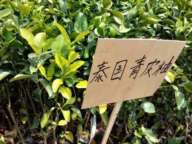 泰国青皮柚苗柚子苗嫁接苗