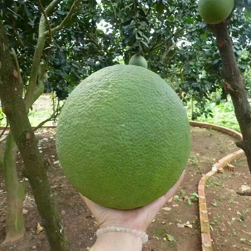 泰国青皮柚苗柚子苗嫁接苗