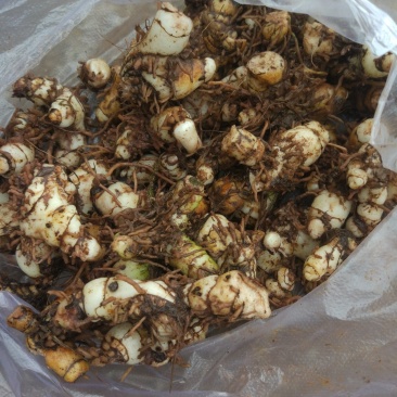 白芨鲜货，属药用价值很高的紫花三叉小白芨