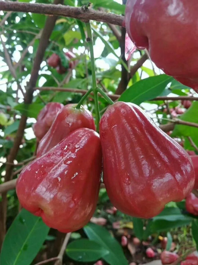 黑金刚连雾苗