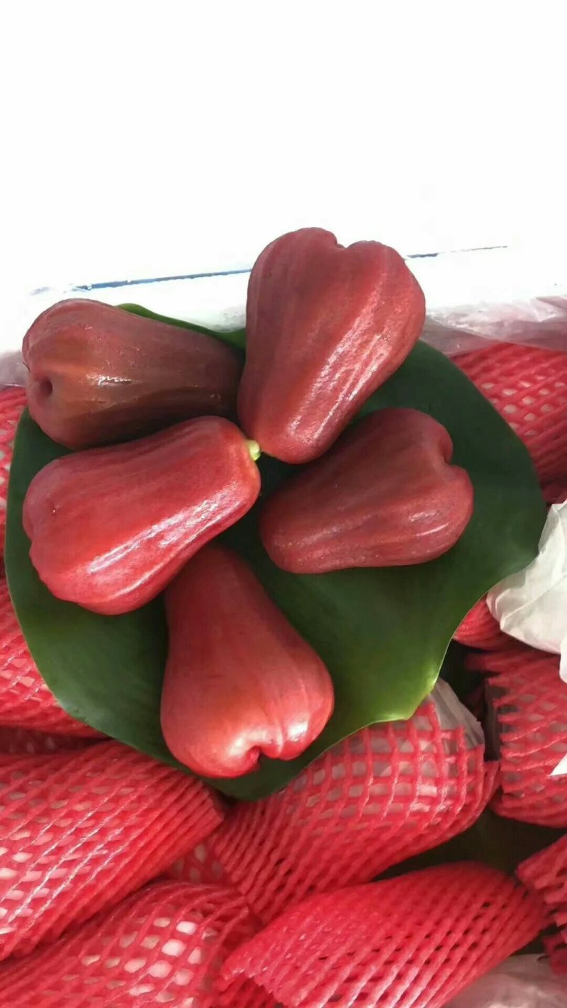 黑金刚连雾苗