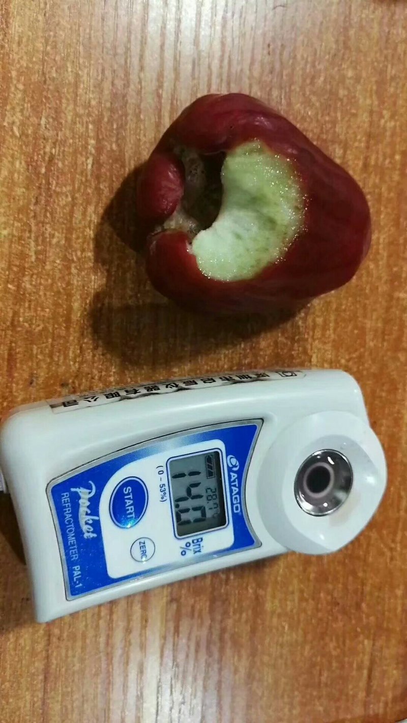 黑金刚连雾苗