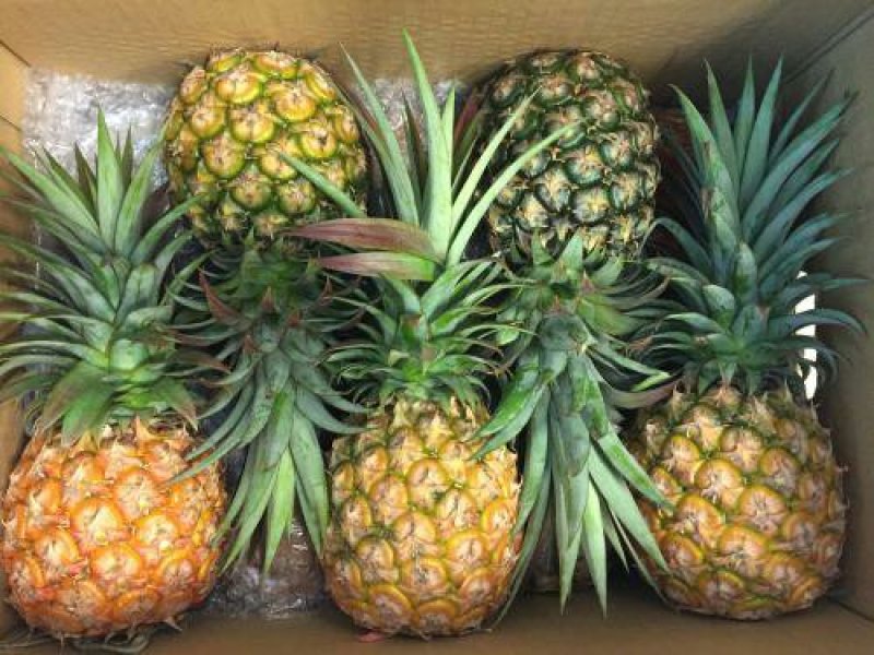 新鲜金钻凤梨