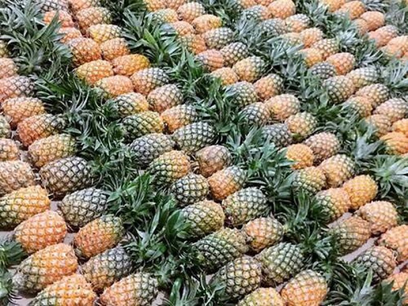 新鲜金钻凤梨