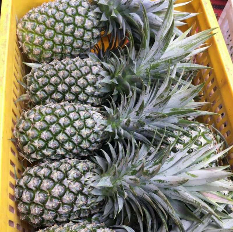 新鲜金钻凤梨