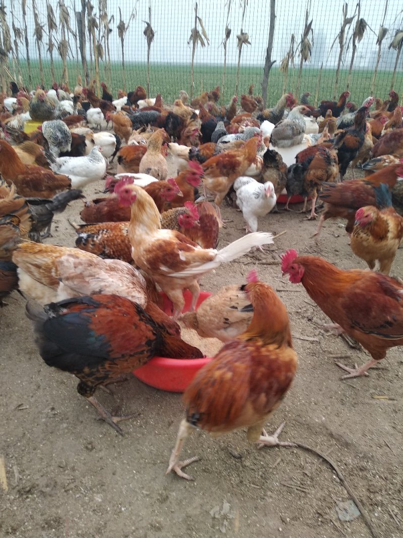 纯柴鸡散养不喂料精，喂玉米面粉麦麸，请大家放心吃