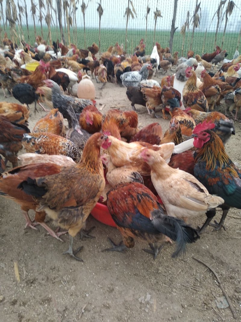 纯柴鸡散养不喂料精，喂玉米面粉麦麸，请大家放心吃