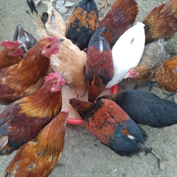 纯柴鸡散养不喂料精，喂玉米面粉麦麸，请大家放心吃