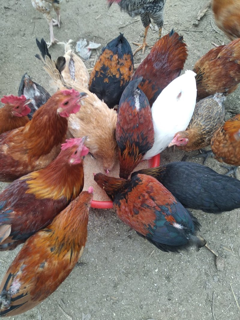 纯柴鸡散养不喂料精，喂玉米面粉麦麸，请大家放心吃