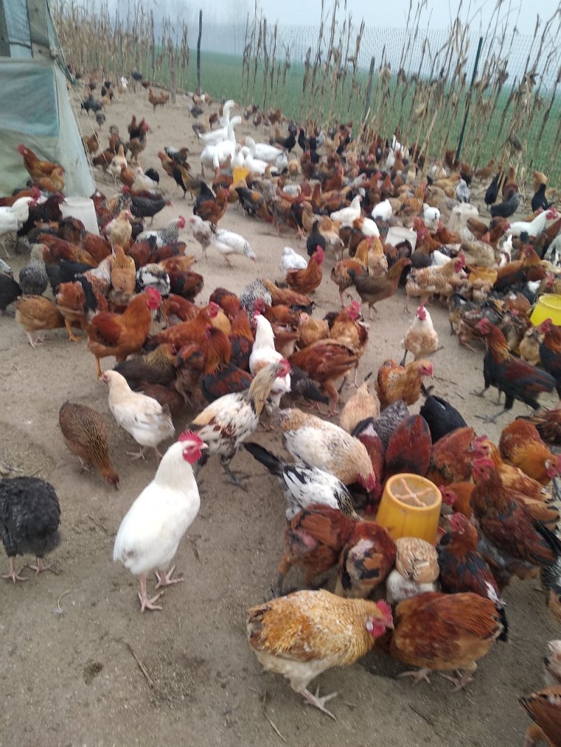纯柴鸡散养不喂料精，喂玉米面粉麦麸，请大家放心吃