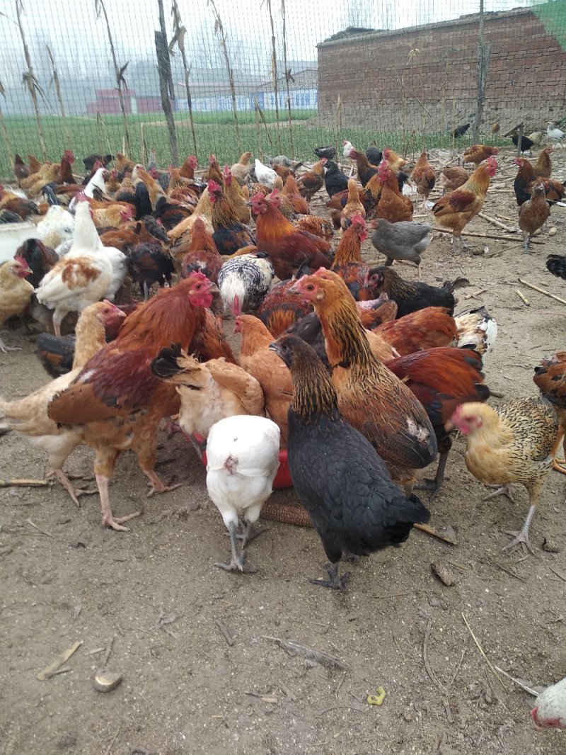 纯柴鸡散养不喂料精，喂玉米面粉麦麸，请大家放心吃