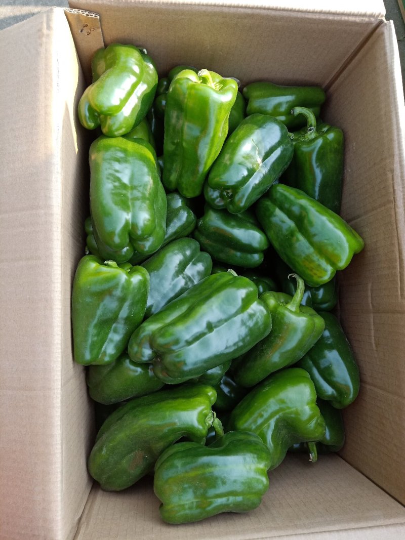 精品圆椒供应各类应季蔬菜量大货优质量保障品种齐全