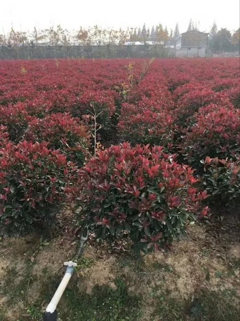 红叶石楠