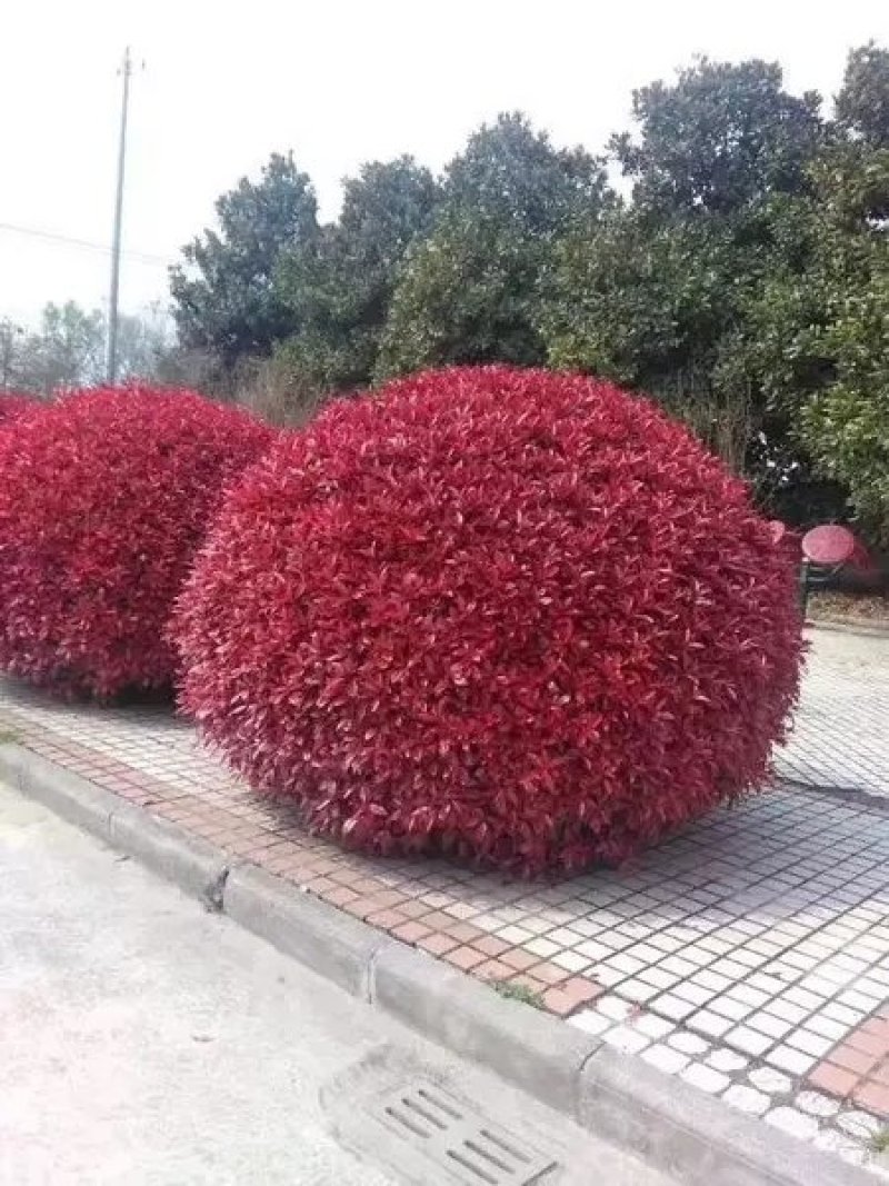 红叶石楠