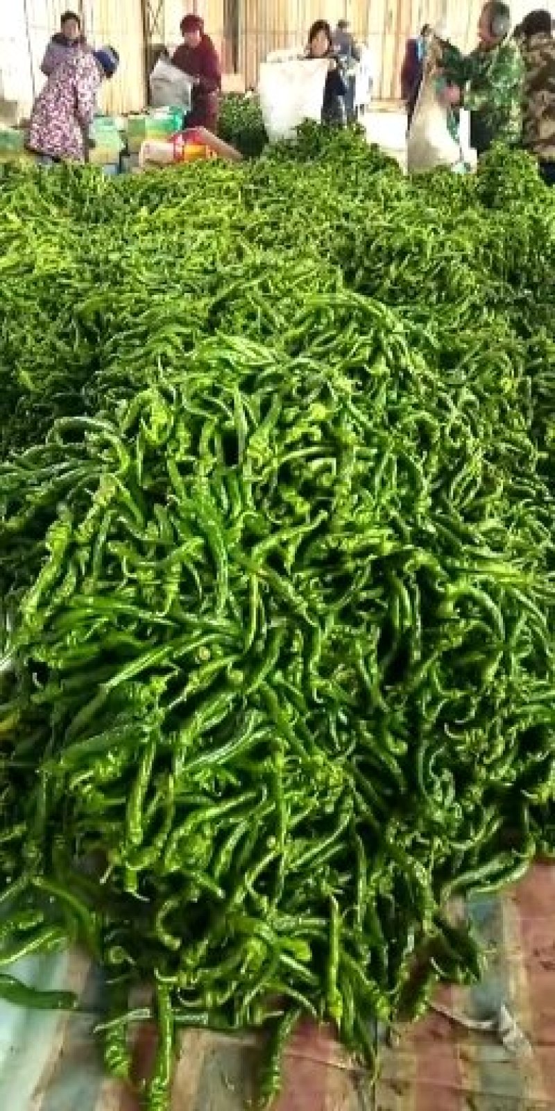 各种辣椒大量上市欢迎来电