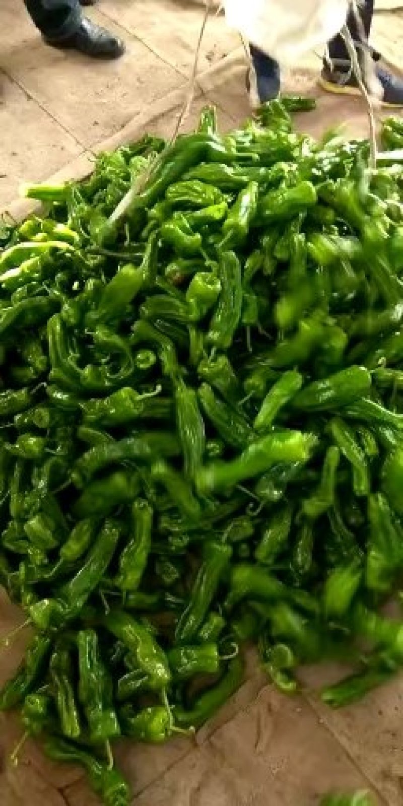 各种辣椒大量上市欢迎来电