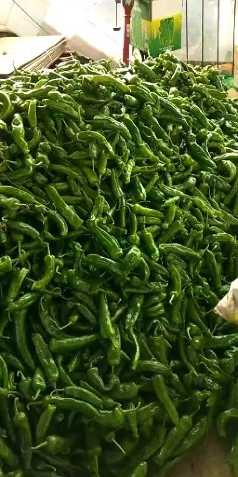 各种辣椒大量上市欢迎来电