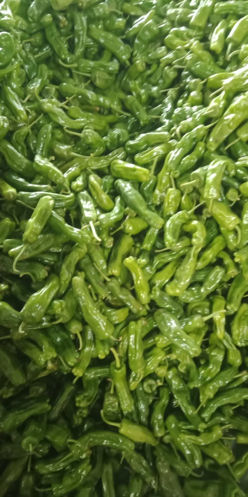 辣椒大量上市质量很好