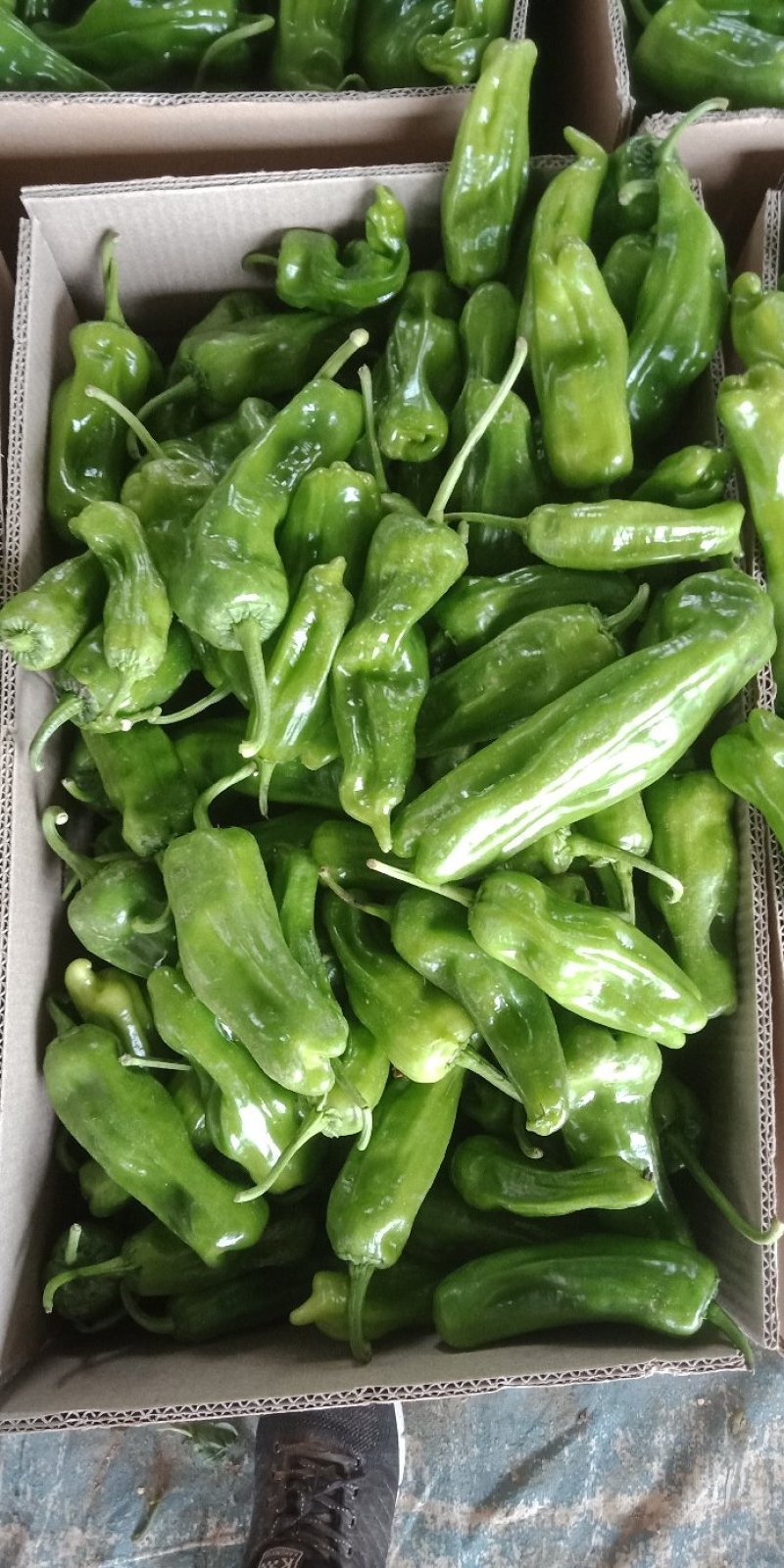 辣椒大量上市质量很好