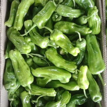 辣椒大量上市质量很好