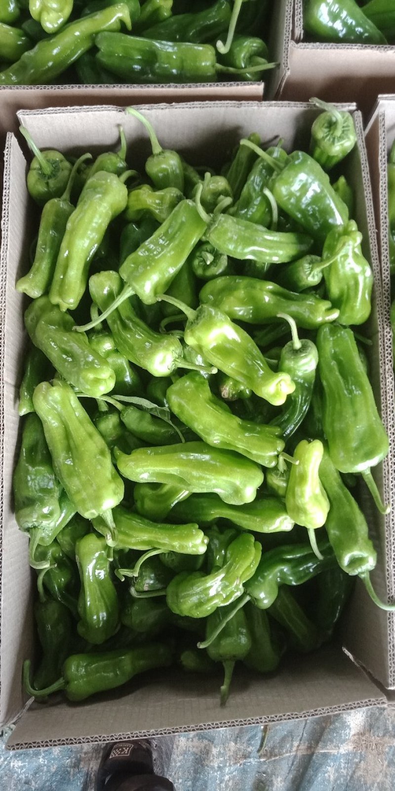 辣椒大量上市质量很好