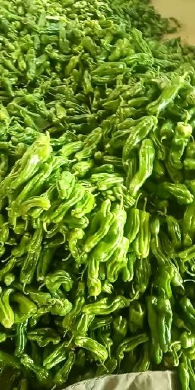 辣椒大量上市质量很好