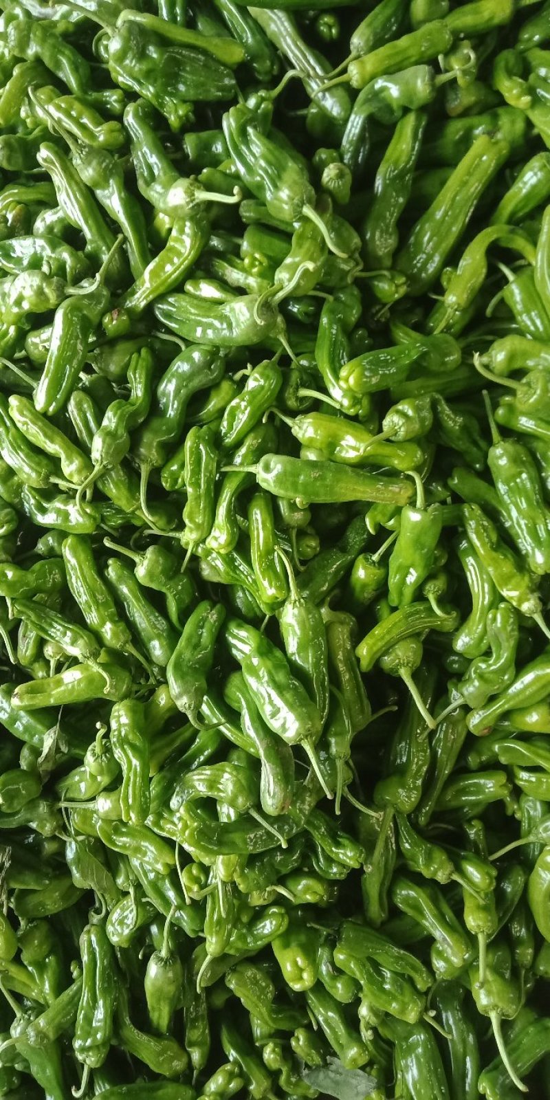 辣椒大量上市质量很好