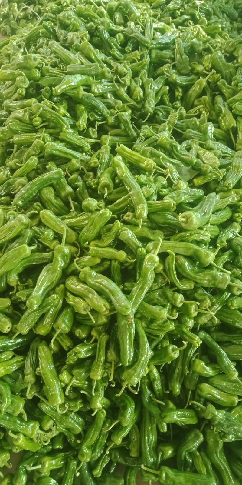 辣椒大量上市质量很好