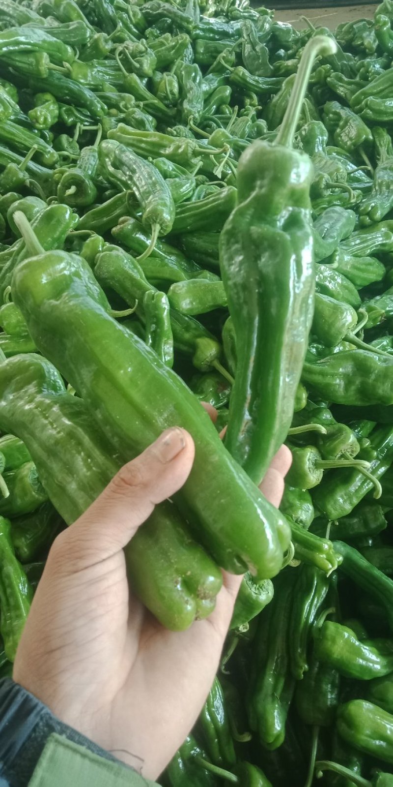 辣椒大量上市质量很好