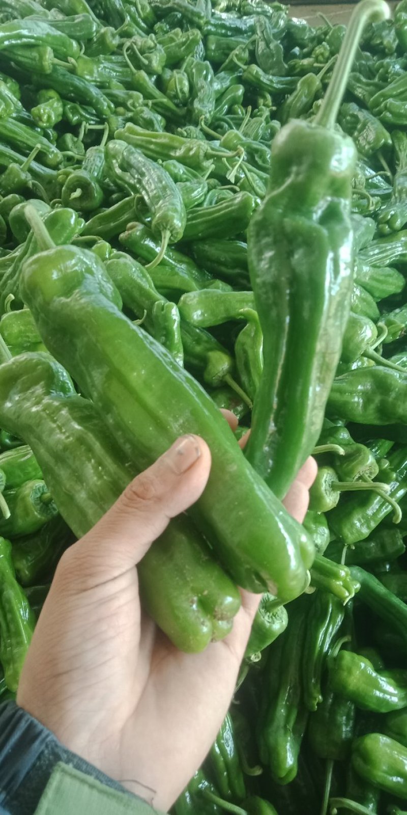 辣椒大量上市质量很好