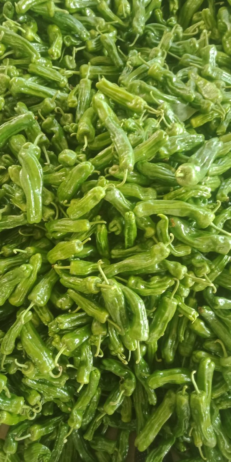 辣椒大量上市质量很好