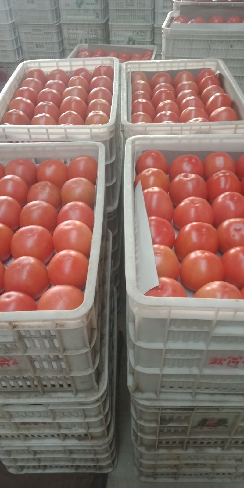 西红柿大量上市欢迎来电咨询