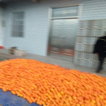 脐橙