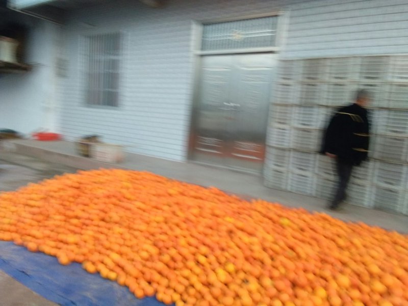 脐橙