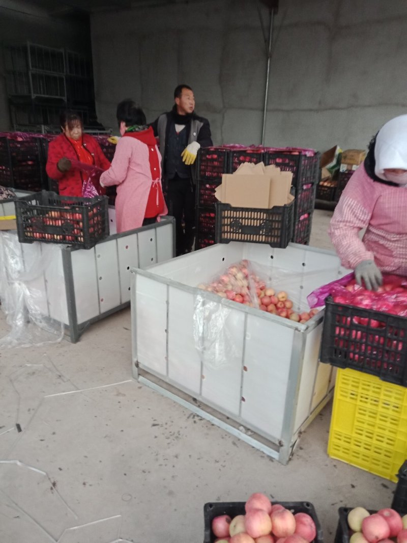 辽南红富士平果，大量供应，价格便宜，欢迎新老客户联系我。