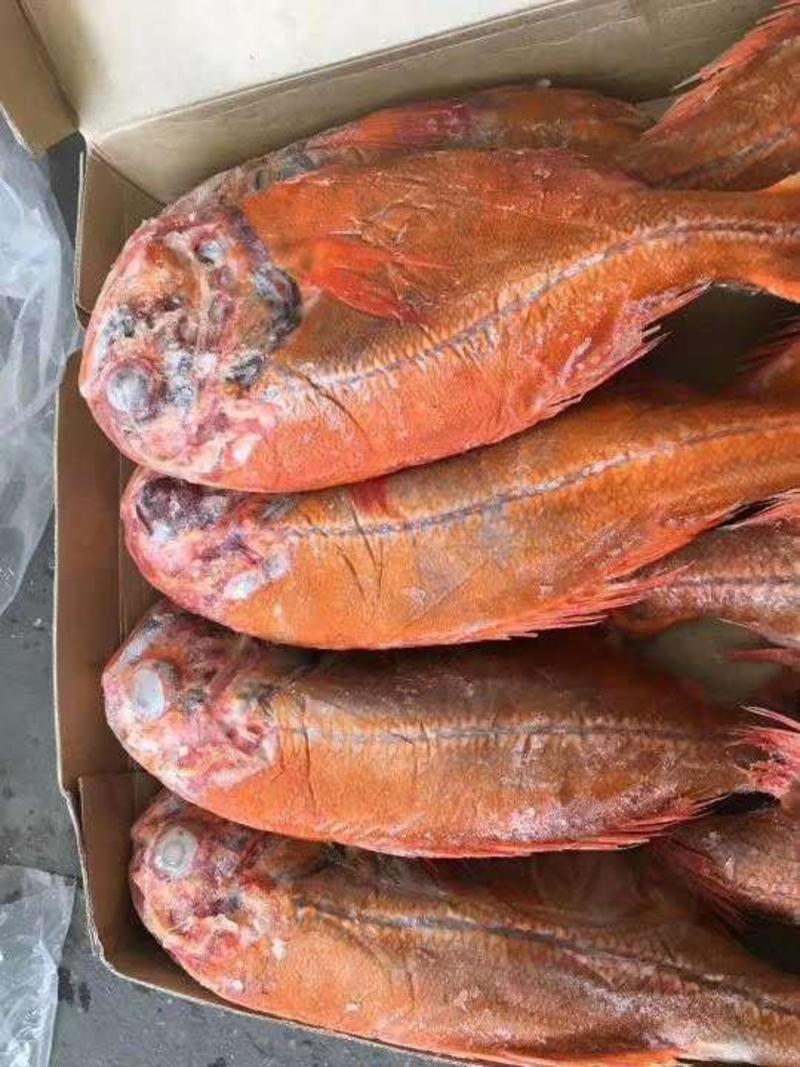 长寿鱼，新西兰近期新货保证品质，1250/1500的