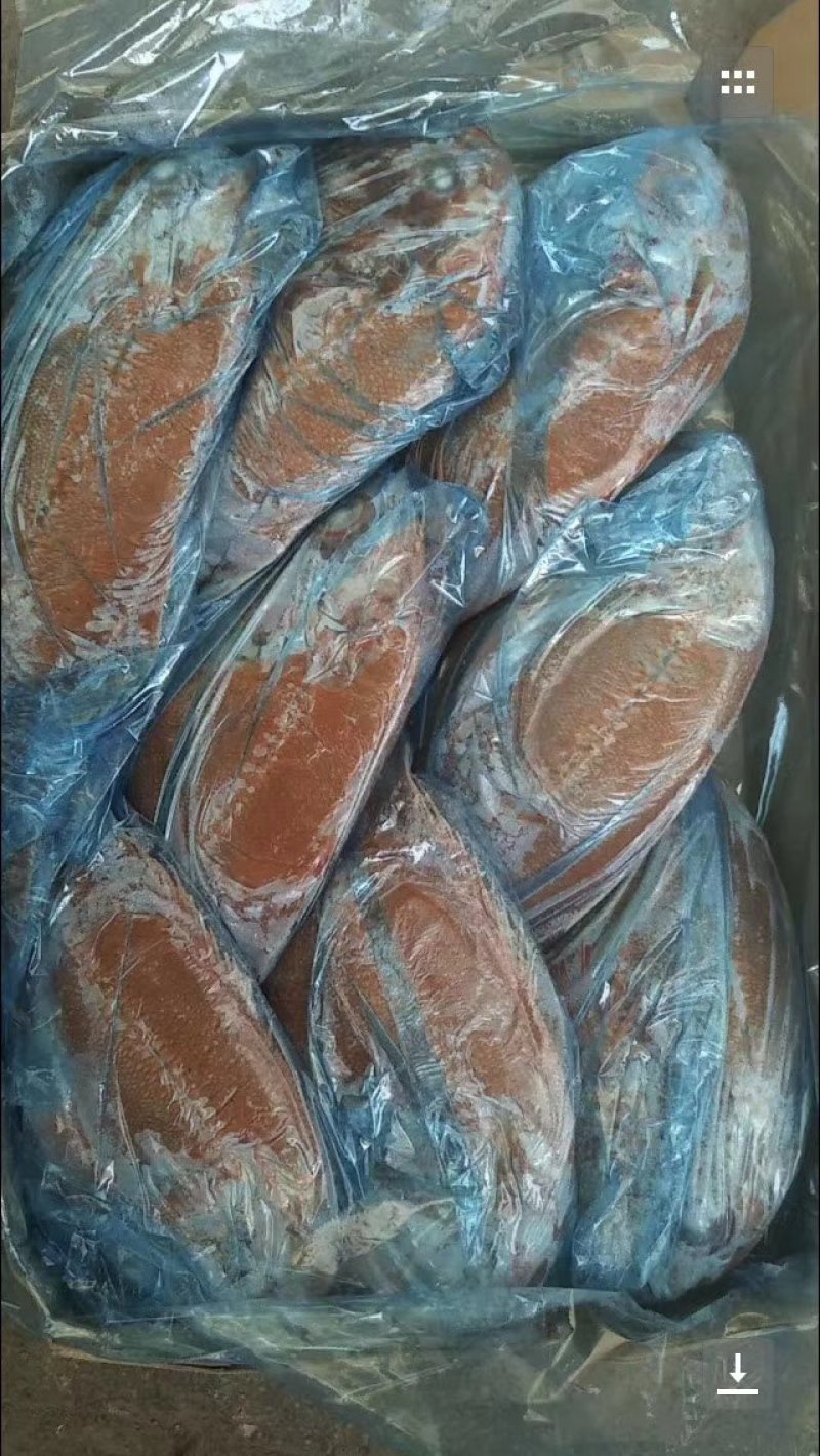 长寿鱼，新西兰近期新货保证品质，1250/1500的