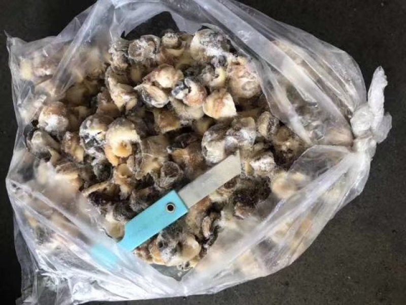 海螺头，进口海螺肉单冻，价格便宜